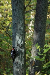 resized_fall08_11.jpg